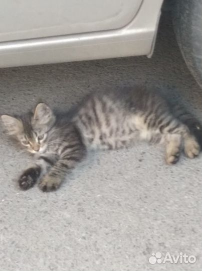 Комочек счастья ищет дом