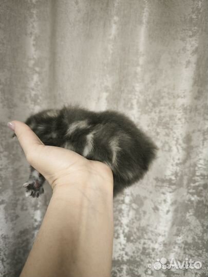 Котята курильского бобтейла