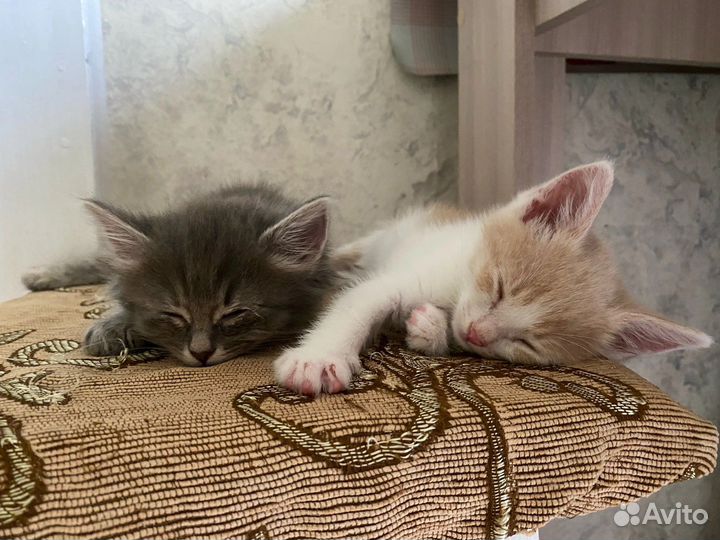 Котята в добрые руки