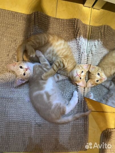 Котята в добрые руки бесплатно