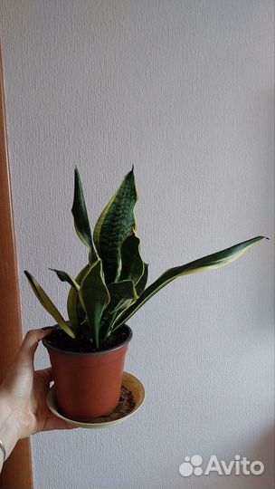Сансевиерия лауренти