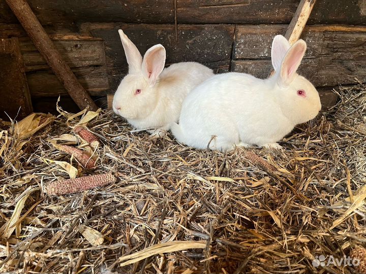 Кролики великаны