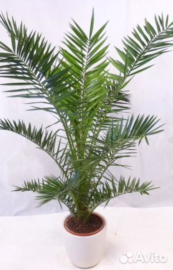 Финиковые пальмы