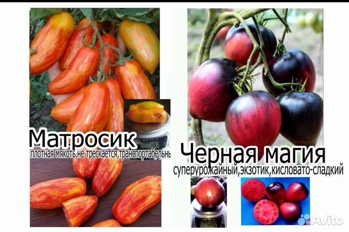 Семена томат помидор