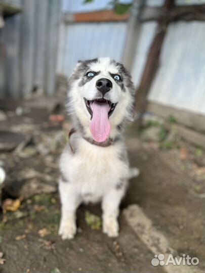 Сибирский хаски девочка