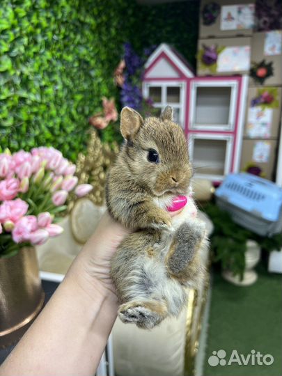 Кролики релакс