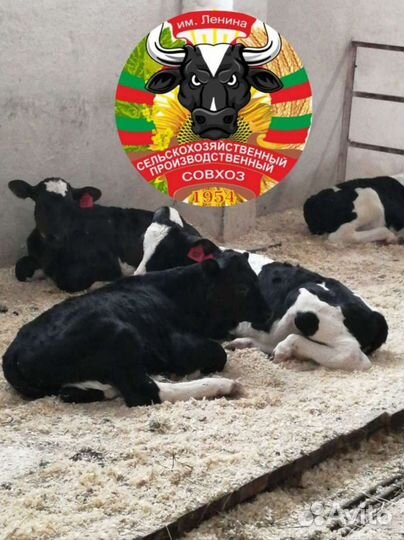 Бычки мясные крупные