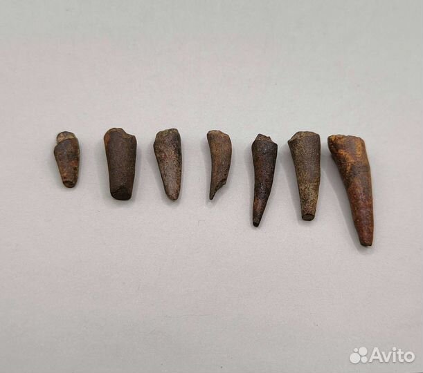 Зубы саблезубой рыбы Eutrichiurides / Окаменелости