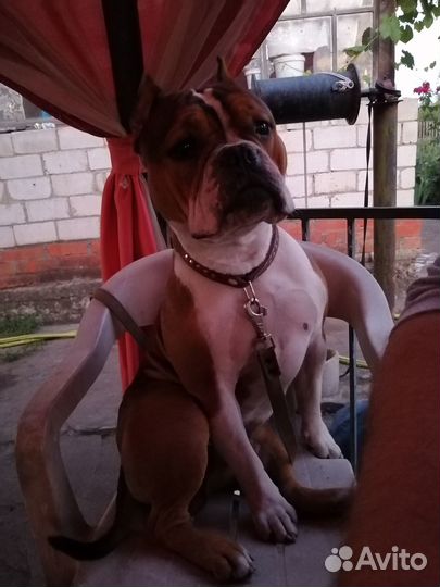 Вязка Американский булли