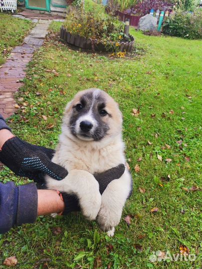 Щенок лайки