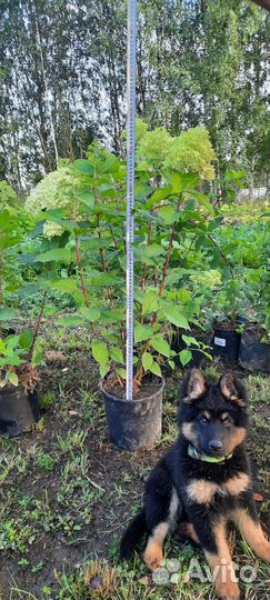 Гортензии метельчатая и древовидная