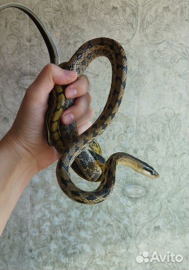 Маисовый полоз
