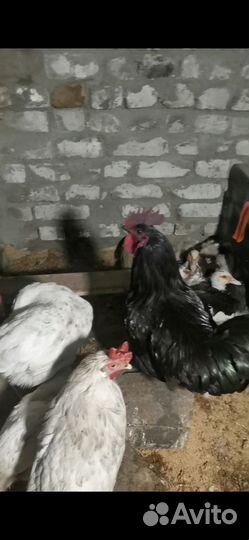 Петух ухейилюй