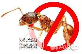 Отрава от домашних муравьёв