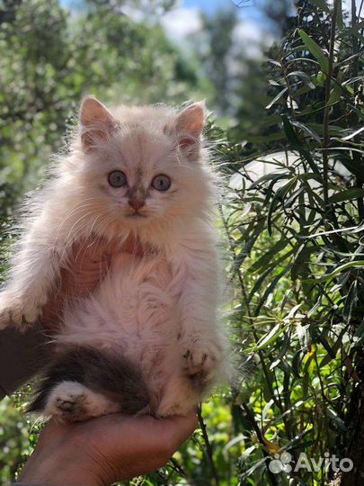 Сибирские котята