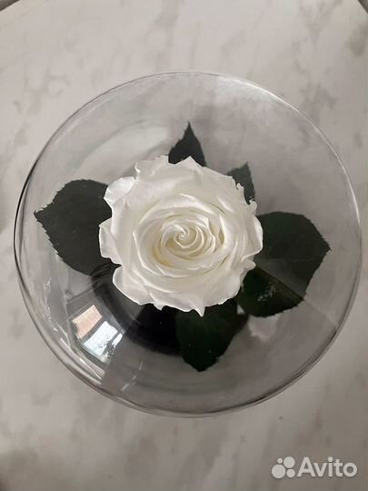 Белые розы в колбе