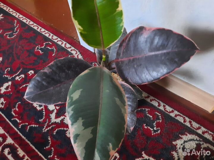 Фикус тинеке и белиз