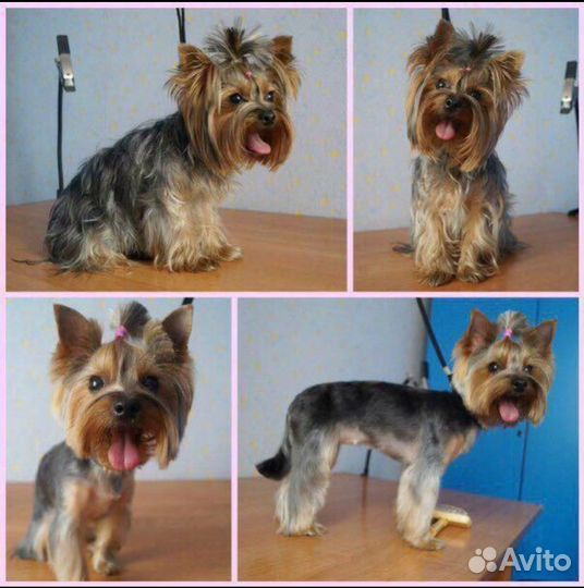 Груминг собак стрижка собак на дому и с выездом