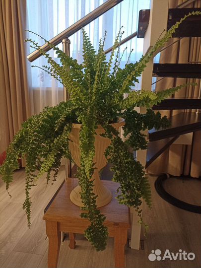 Папоротник нефролепис