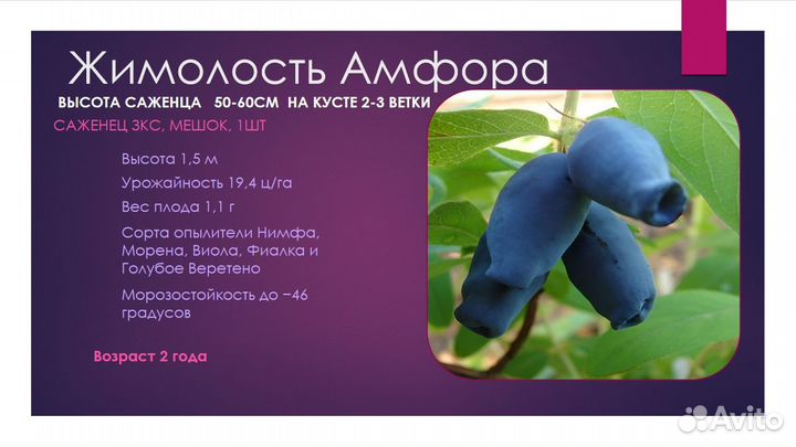 Саженца Жимолость в ассортименте зкс