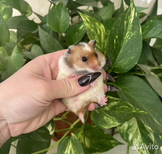 Милые сирийские хомячки