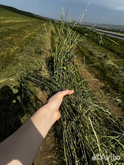 Сено люцерна