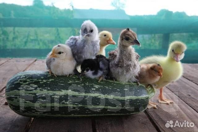 Суточная и подрощенная сельхоз птица, бройлер