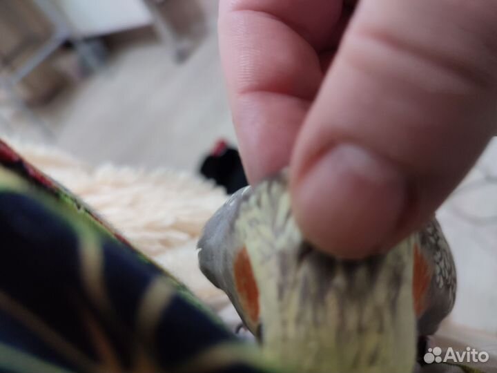 Попугай корелла ручной самка,самец,есть говорящий