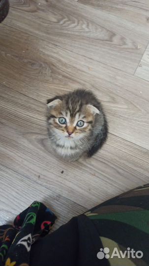 Шотландский малыш