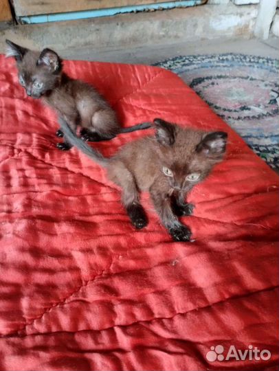 Котята бесплатно