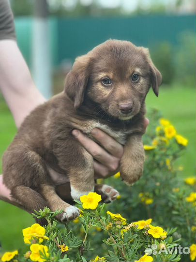 Щенки в добрые руки