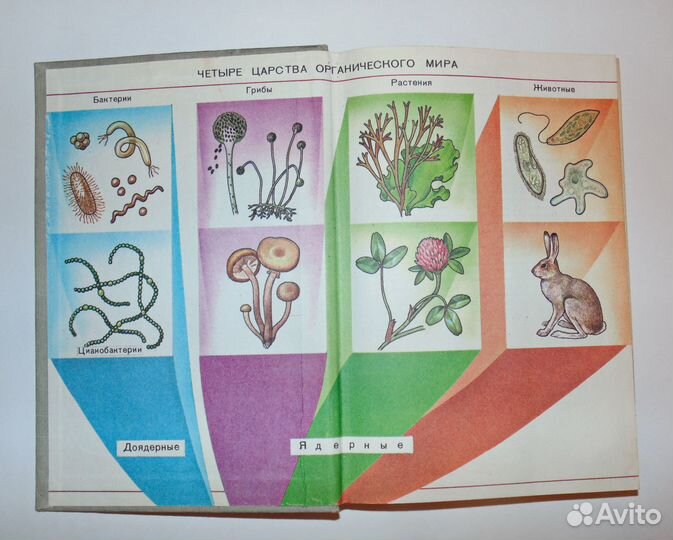 Корчагина Вера. Биология 5-6 класс - 1988 год