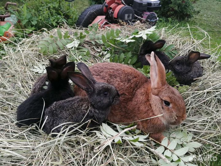 Мама с крольчатами