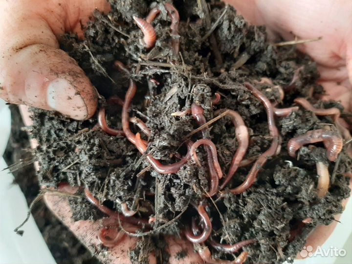 Калифорнийские черви для биогумуса