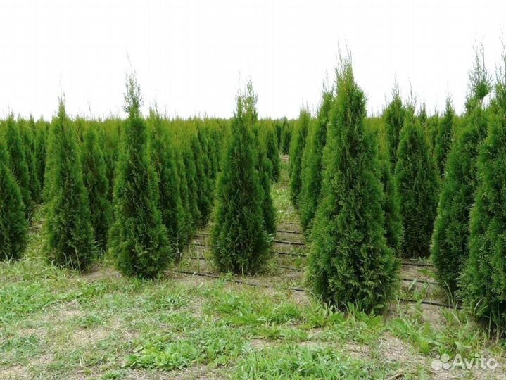 Туя Смарагд 80-100 см оптом