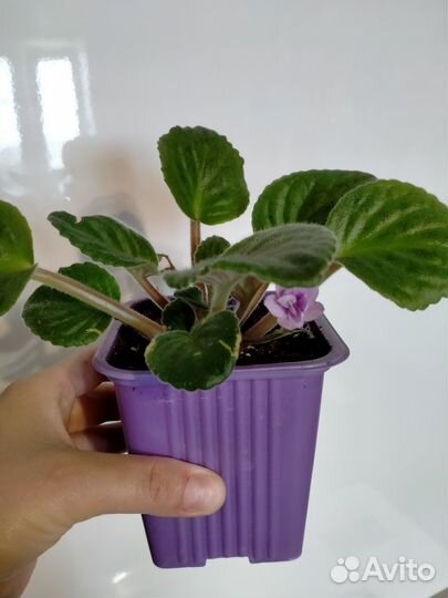 Фиалка в горшках