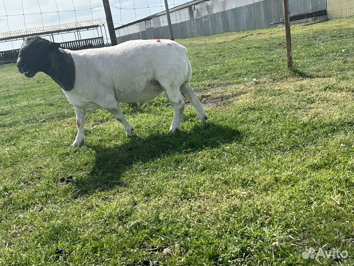 Баранчики дорпер