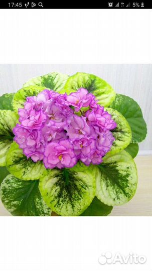 Сортовые фиалки