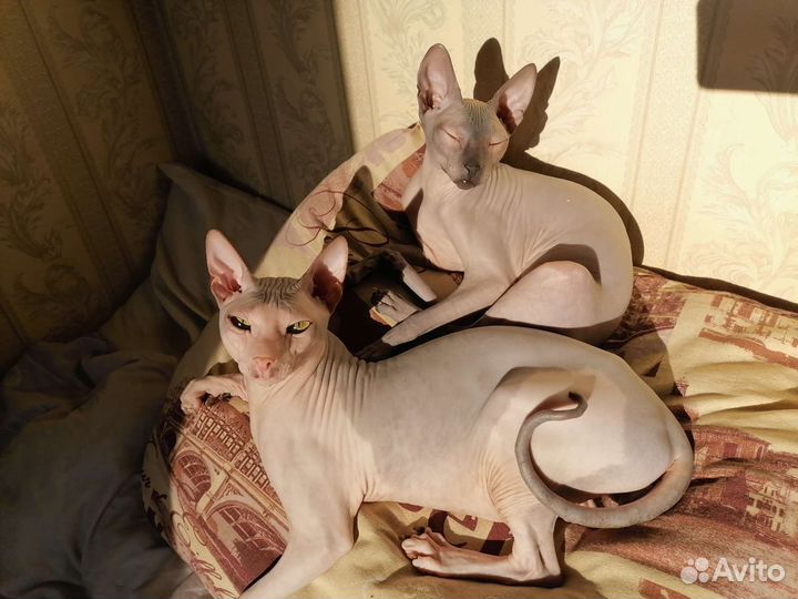 Донской сфинкс вязка