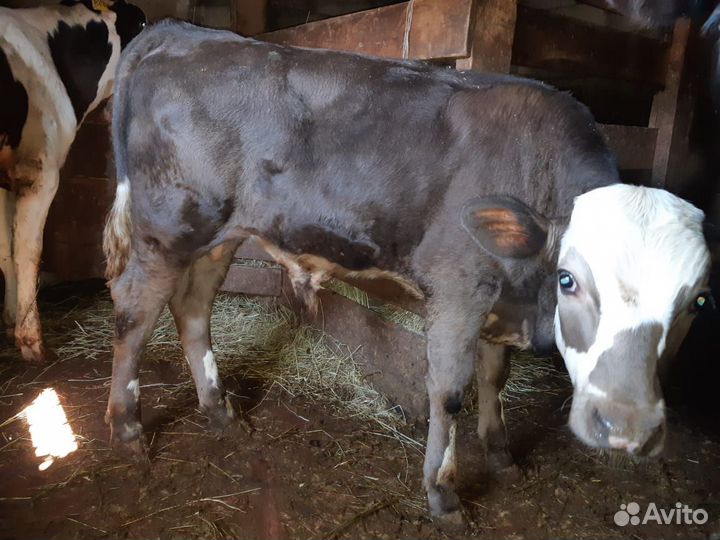 Телята бычки