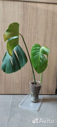 Монстера делициоза