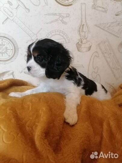 Кавалер кинг чарльз спаниель