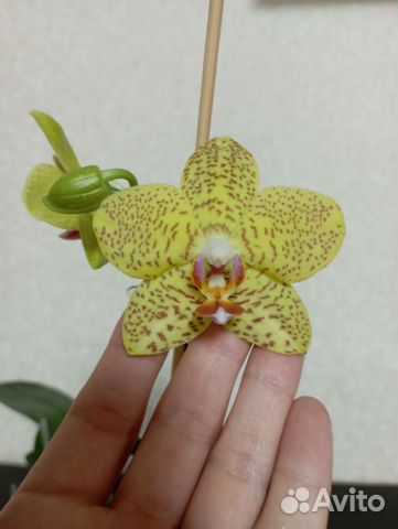 Орхидея фаленопсис жёлтый в крапинку
