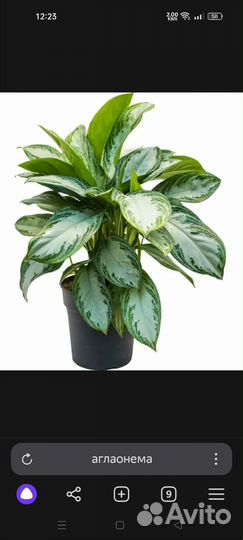 Аглаонема