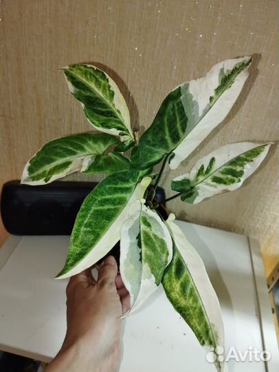 Сигнониум, Хлорофитум, Хедера плющ, алое