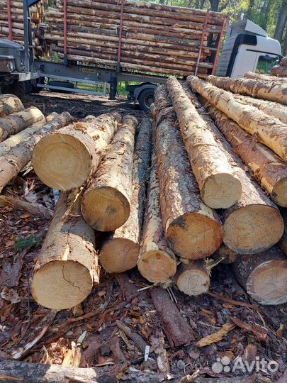 Лес кругляк