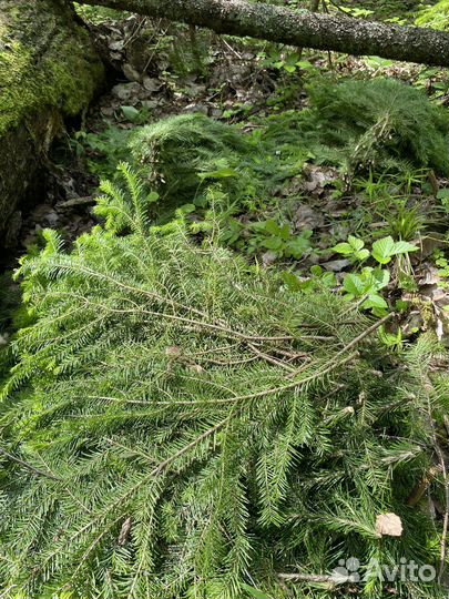 Пихта для бани