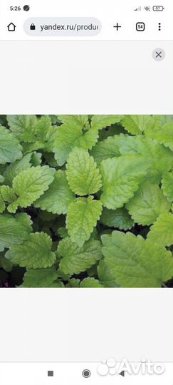 Саженцы - Мята, мелиса лимонная, чабрец