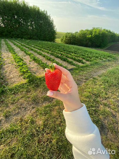 Рассада клубники азия