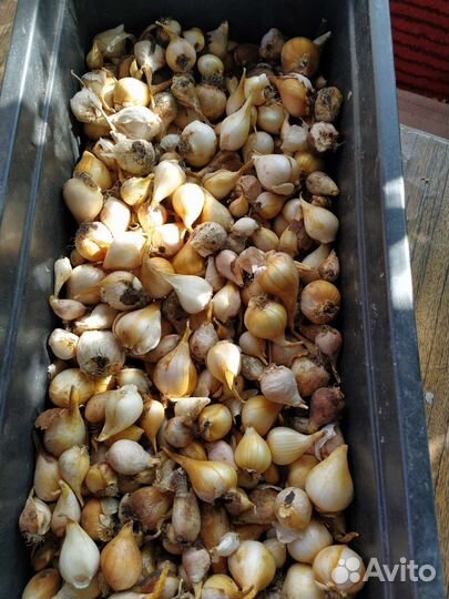 Луковицы тюльпанов